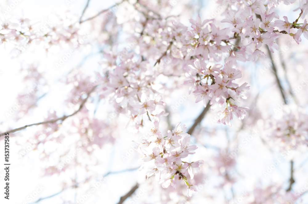 宮島の桜
