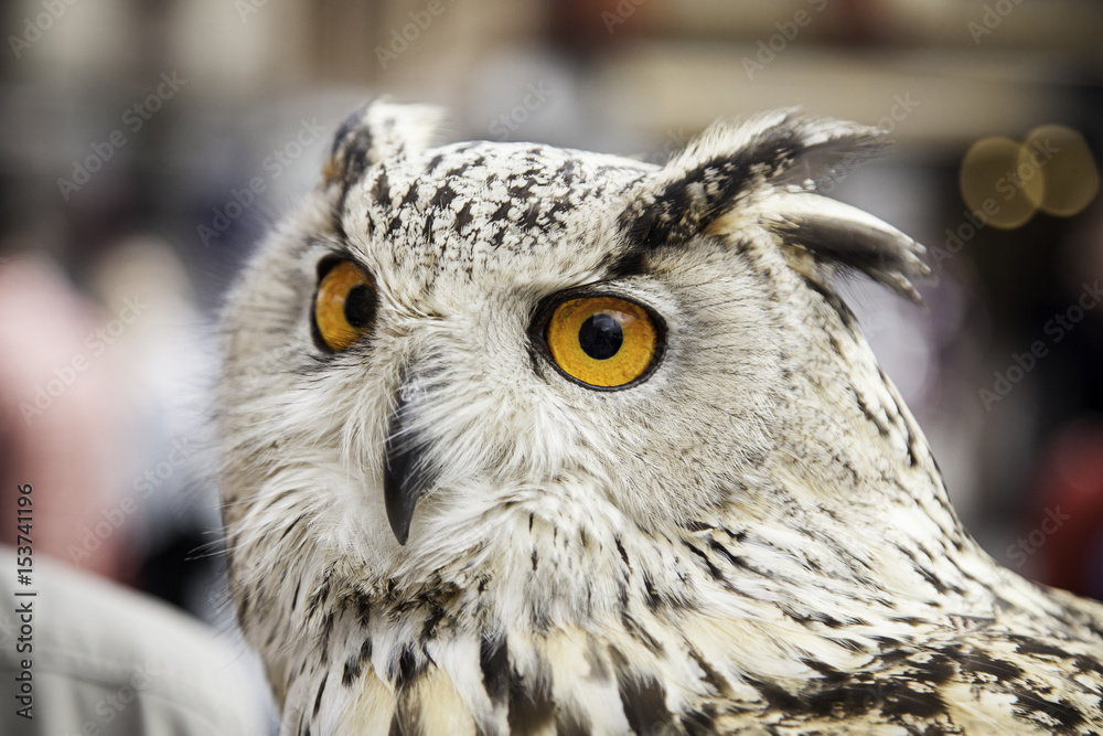 Obraz premium Royal Owl