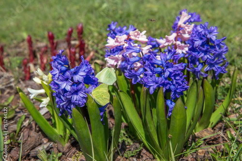 Hyacinth flowers in spring on a bed