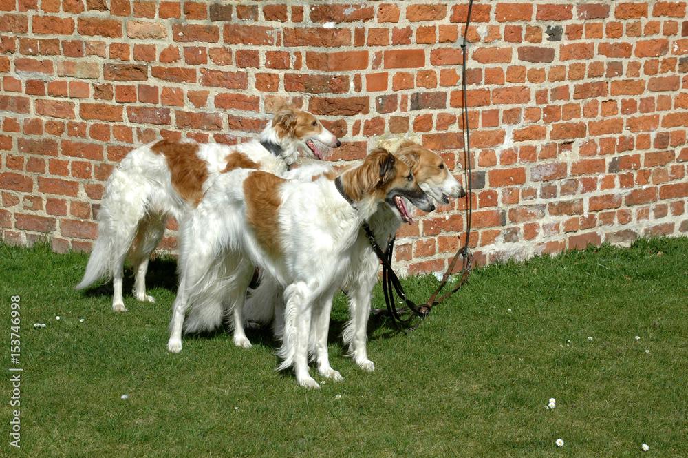 Three boirzoi dogs stand at an old brick stone wall, staring al in the same direction. Three boirzoi dogs stand at an old brick stone wall, staring al in the same direction.