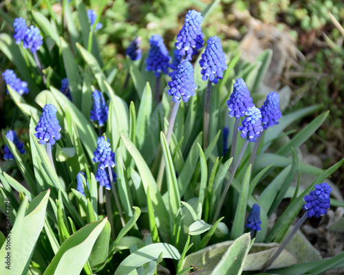 Muscari  grape hyacinth 