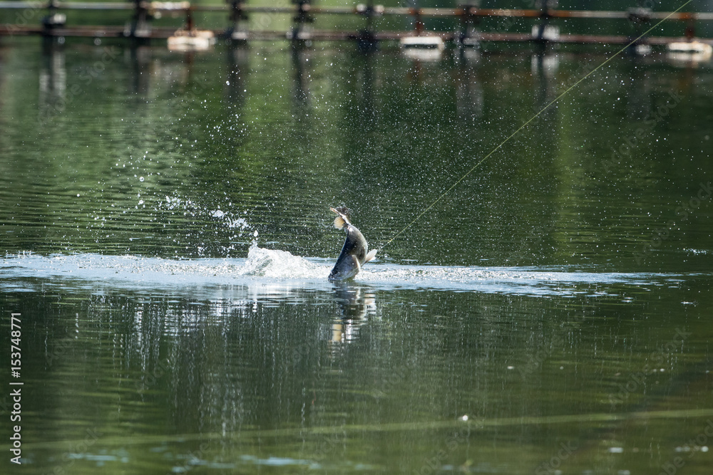 Barramundi jumps into the air when it is hooked by a fisherman fishing Barramundi jumps into the air when it is hooked by a fisherman fishing