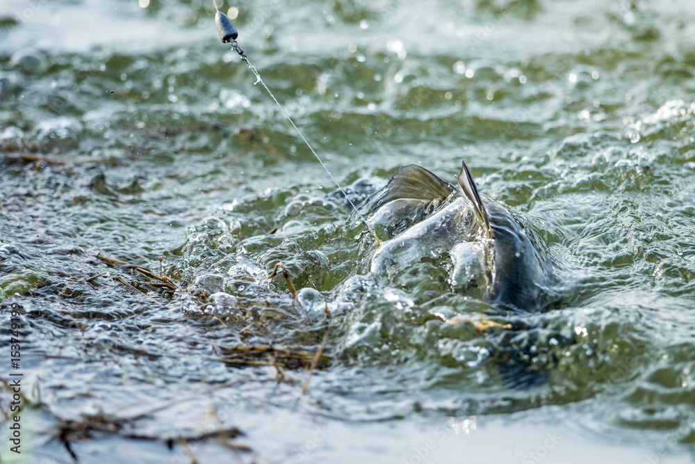 Obraz premium surface action of barramundi in the fishing tournament.