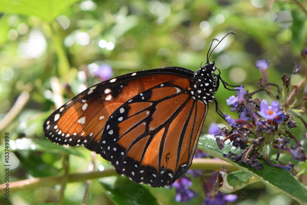 Naklejka premium ButterflyMonarch