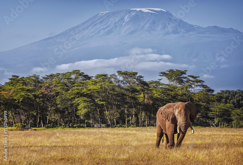 Kilimanjaro and Elephant photo