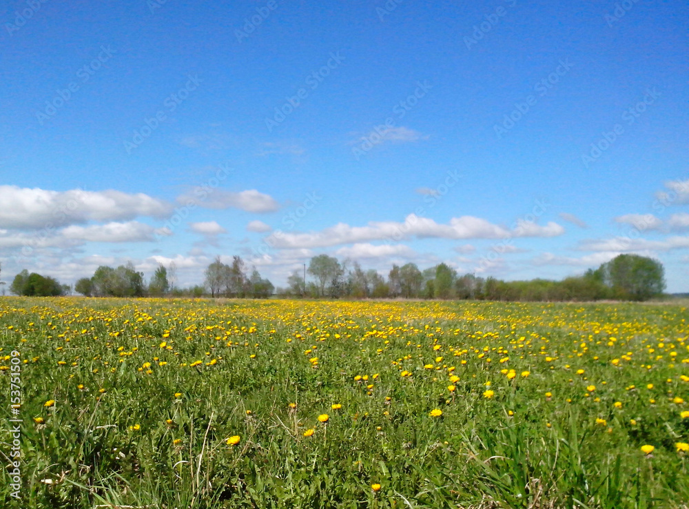 Beautiful spring landscape: field with blooming yellow dandelions against the blue sky