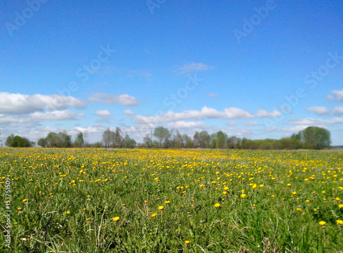 Beautiful spring landscape: field with blooming yellow dandelions against the blue sky