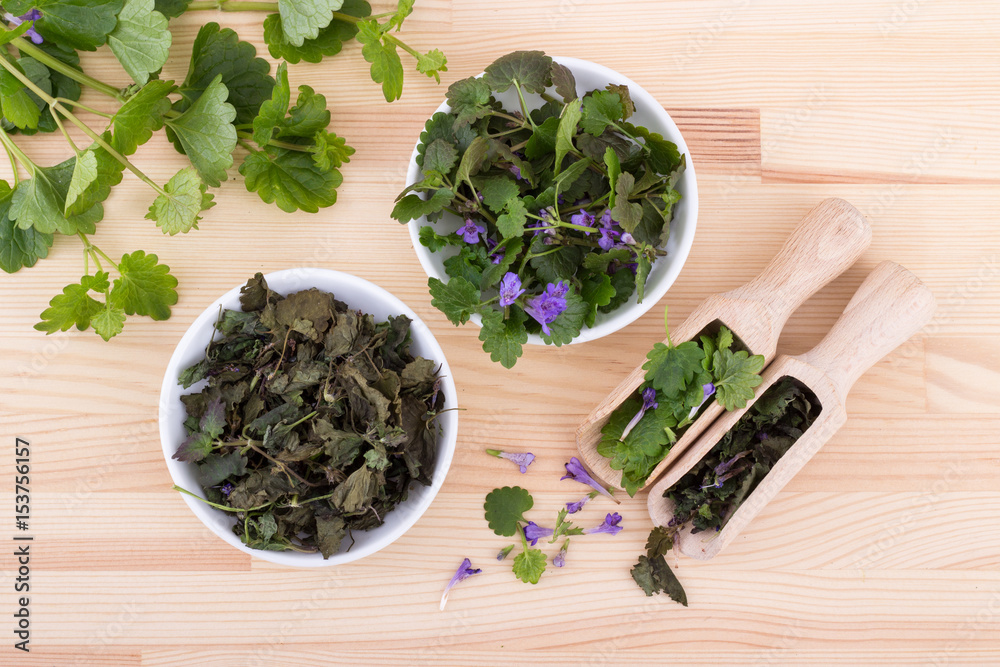 fresh and dried ground ivy / Porcelain bowls and wooden spoon with fresh and dried ground ivy fresh and dried ground ivy / Porcelain bowls and wooden spoon with fresh and dried ground ivy