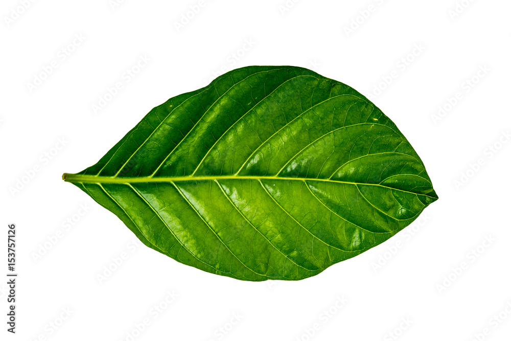Obraz premium Green leaf on white