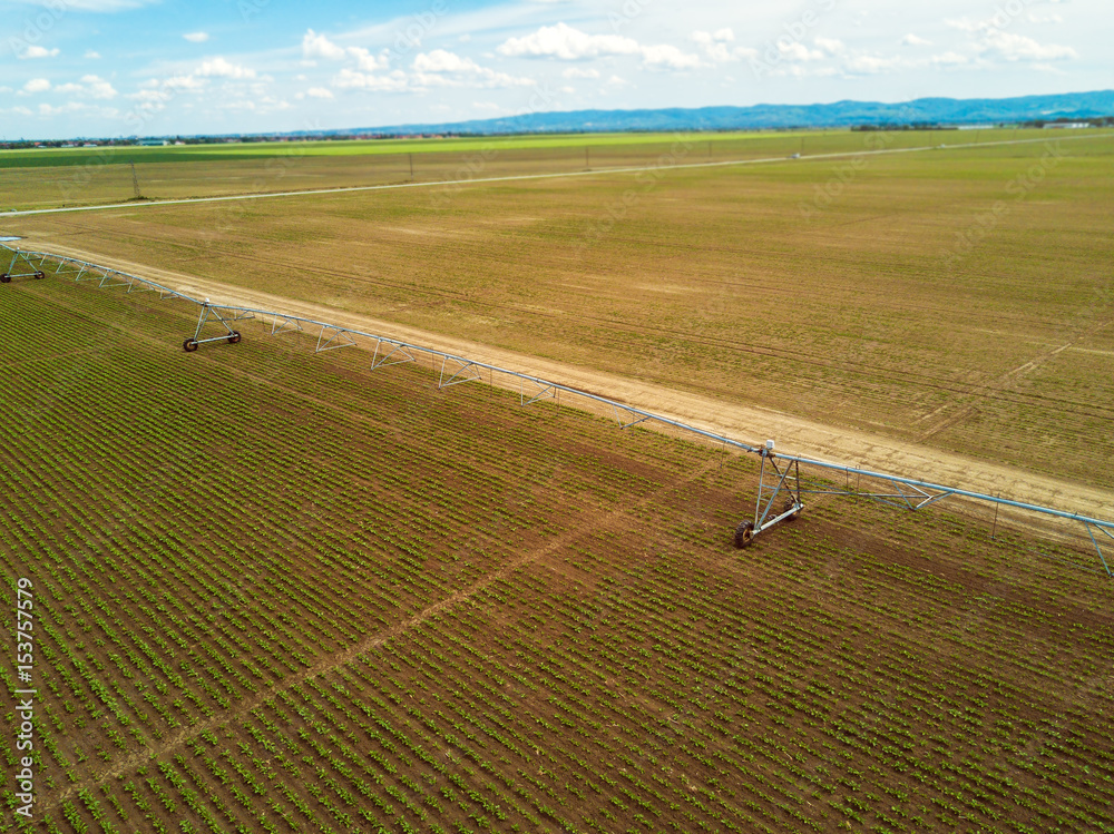 Obraz premium Agricultural irrigation system on cultivated sugar beet plantation, drone pov