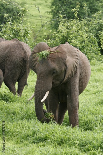 Wild Elephant  Elephantidae  in African Botswana savannah