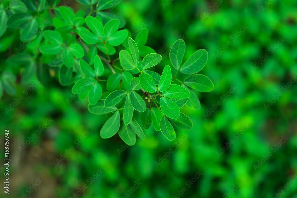 the leaves of Manila tamarind the leaves of Manila tamarind