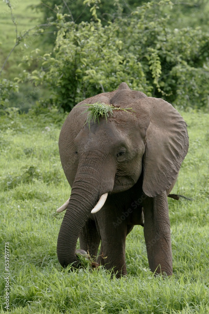 Wild Elephant (Elephantidae) in African Botswana savannah