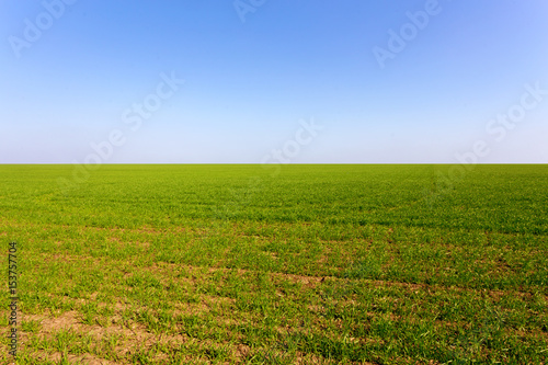 spring green field