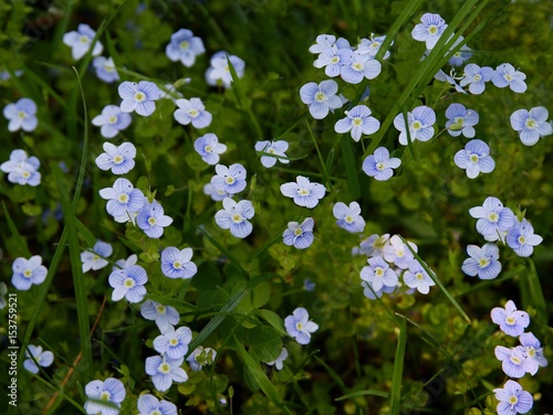 bird's eye plants with blue flowers photo