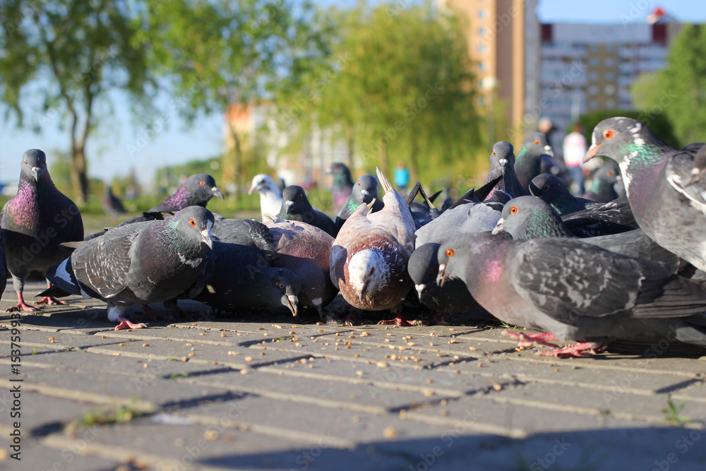 Fototapeta premium City pigeons eat