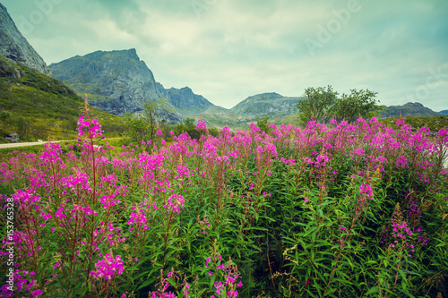 Mountain landscape. Rocky skyline, blue cloudy sky, and blossoming pink flowers. Beautiful nature Norway.