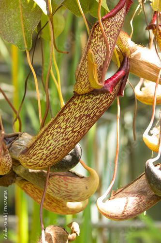 Fotografia, Obraz Pianta carnivora tropicale