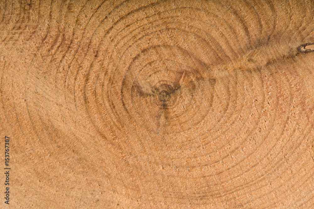 Naklejka premium Boxwood slice with annual rings wooden textured background