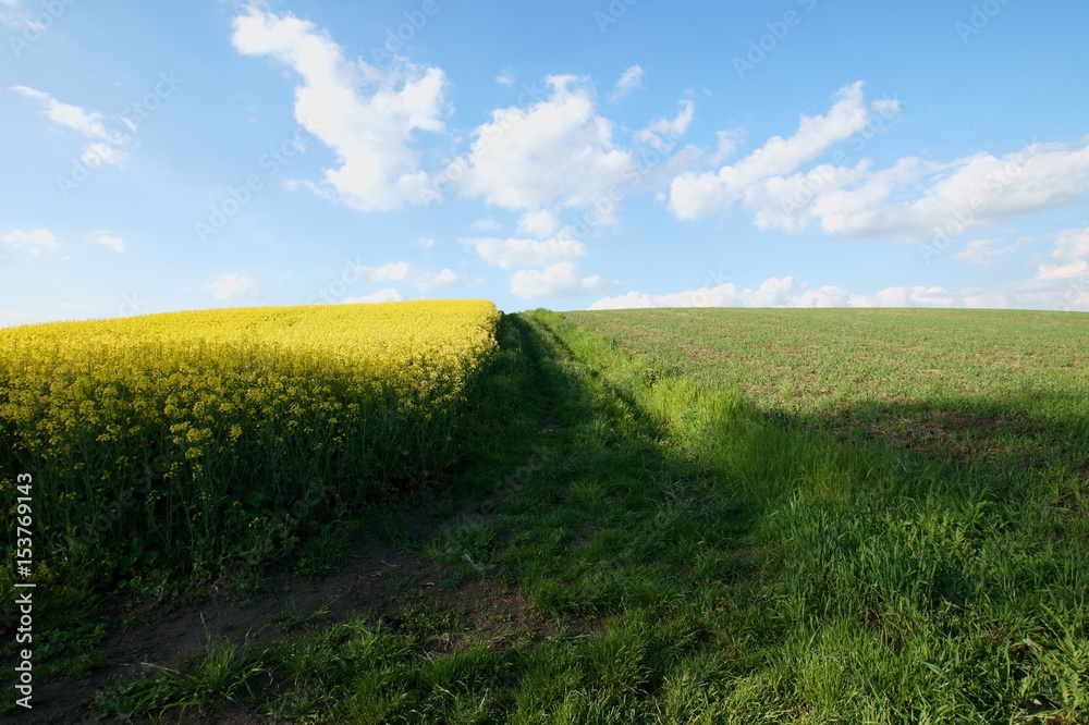 Obraz premium Wiosna