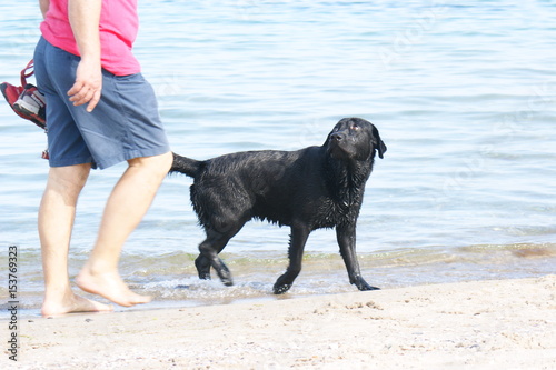  Dog on the beach, summer beach