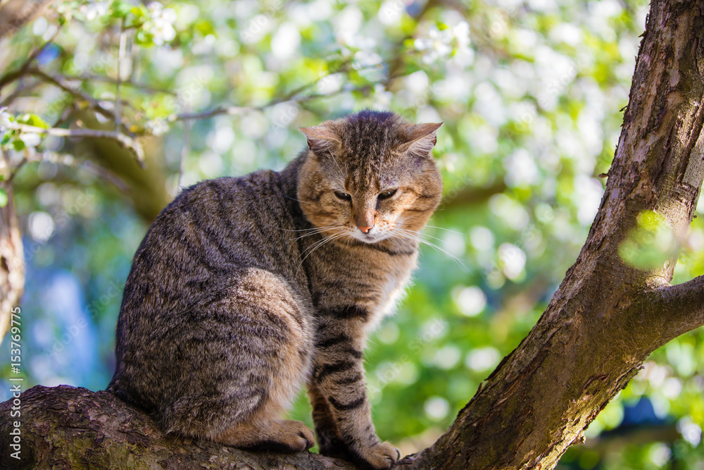Portrait of a cat on a branch of an apple tree in garden in spring Portrait of a cat on a branch of an apple tree in garden in spring