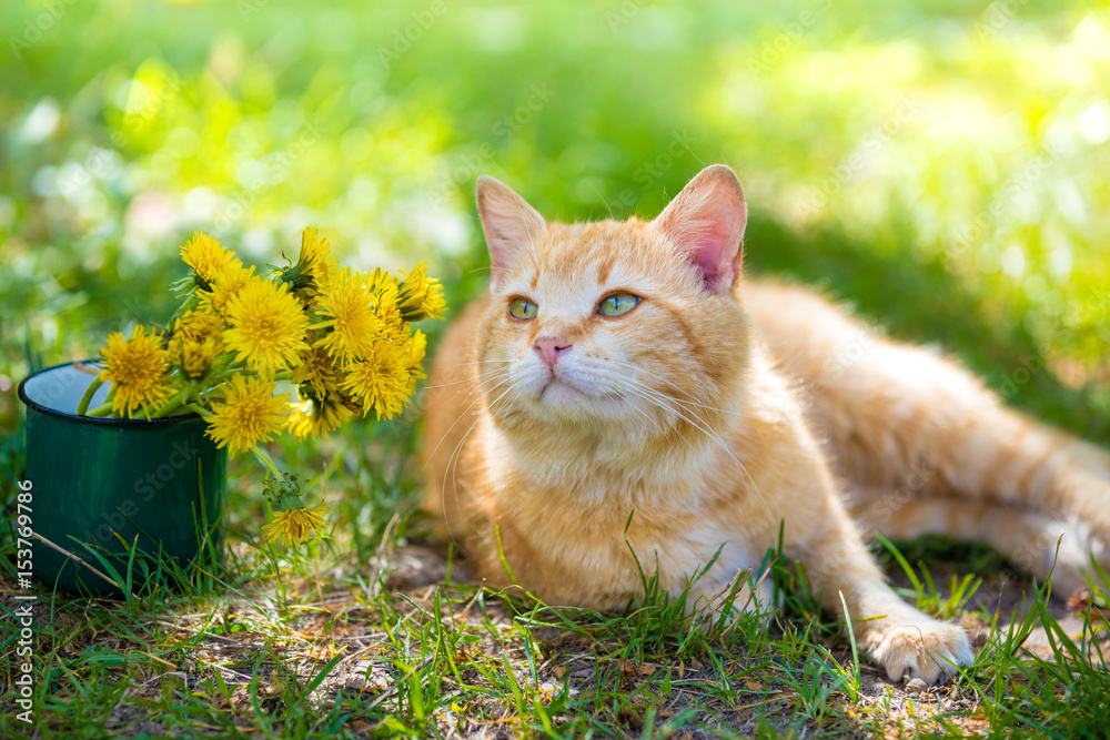 Naklejka premium Red cat lying on a grass with bouquet of dandelion flowers in spring