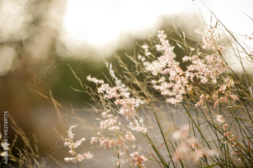 Flowers grass with beautiful light blurred background vintage.