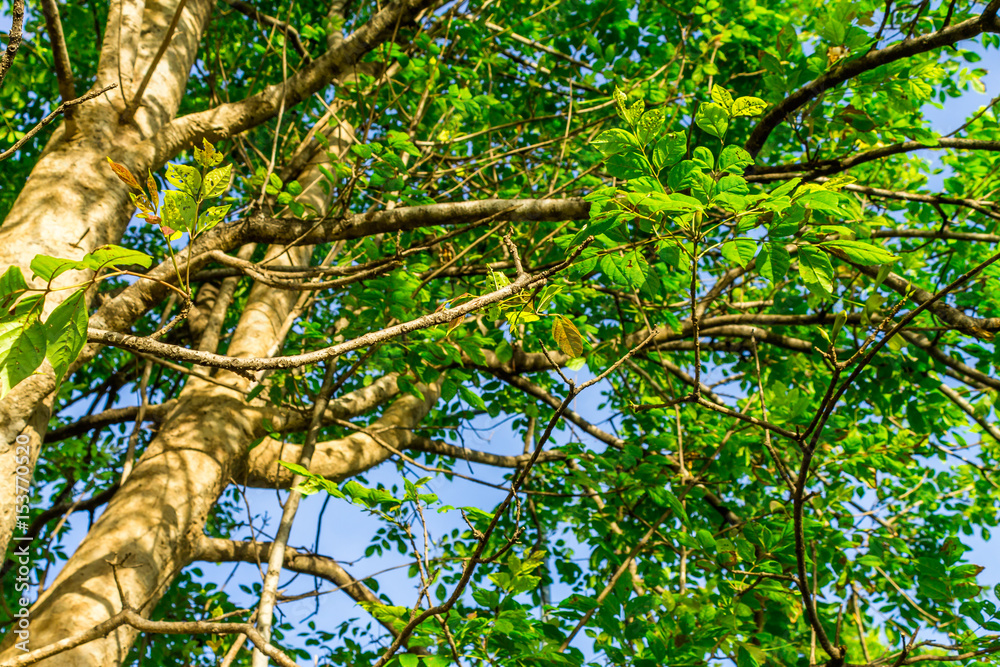 Fototapeta premium Background of nature