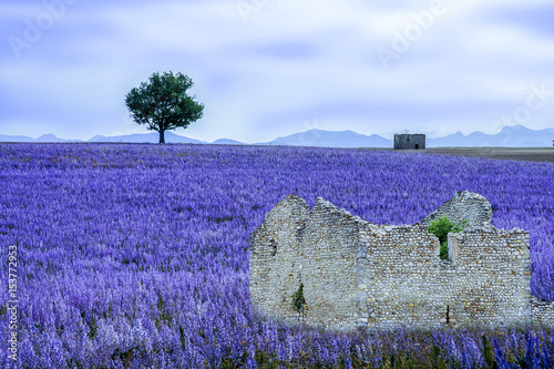 Herbs field in Provence