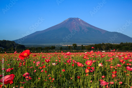 花の都公園ポピーと富士山