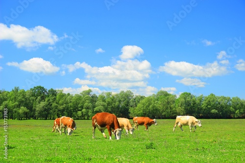Fototapeta Naklejka Na Ścianę i Meble -  Cows pasture
