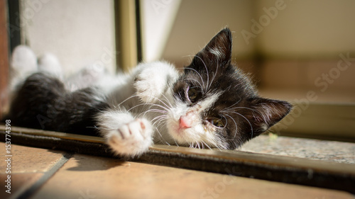 my kitten