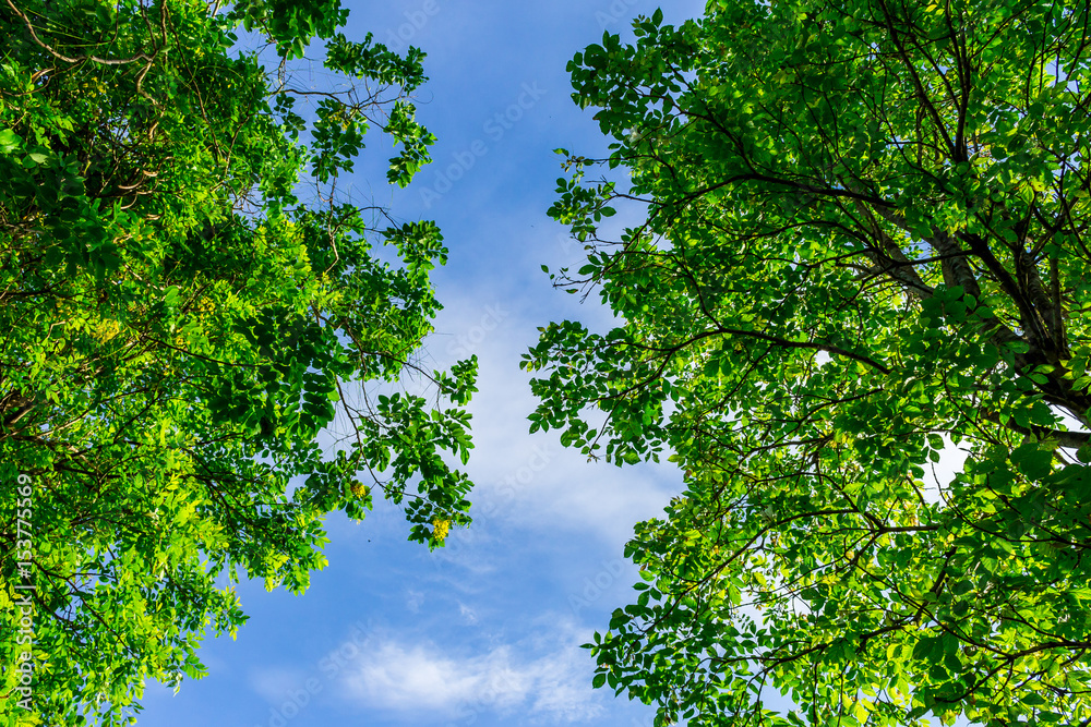 Fototapeta premium Background of nature