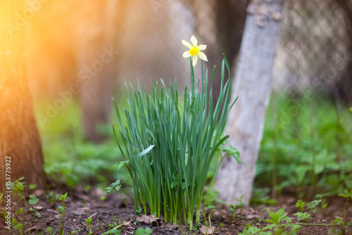 Fotografie Blooming yellow daffodils at their summer cottage in spring Sunny day