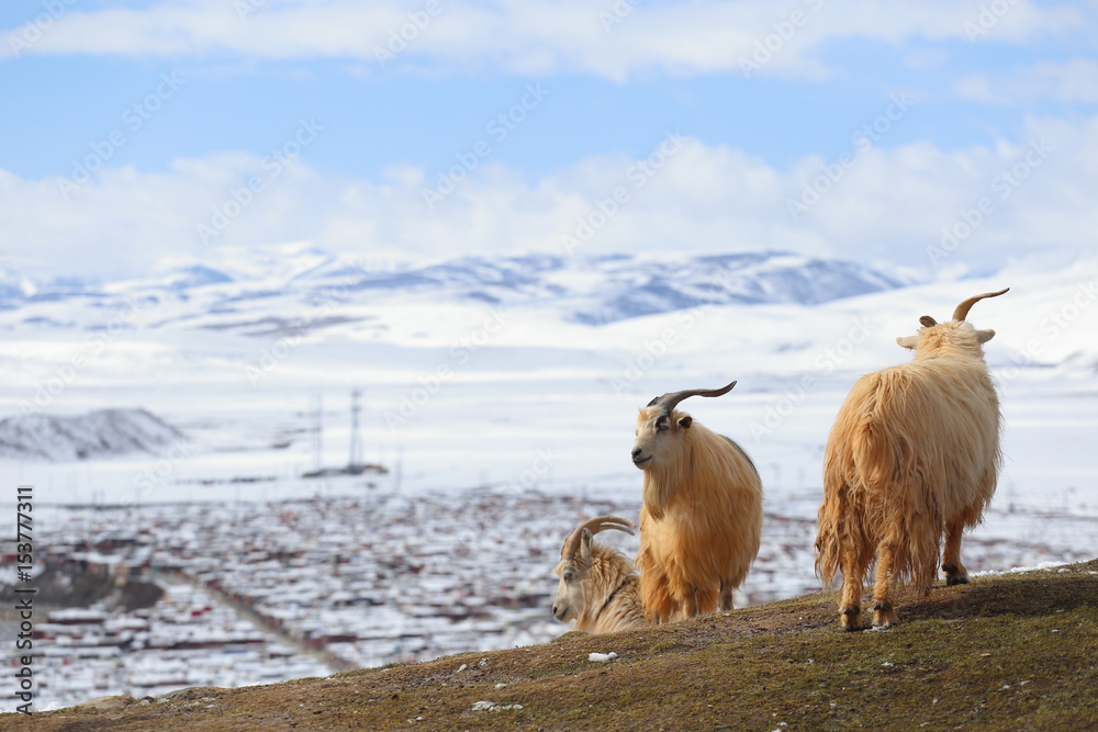 Naklejka premium goat