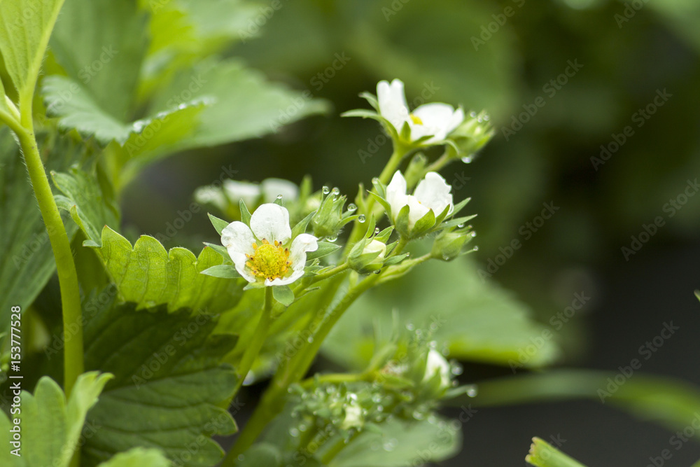 bloom strawberry elsanta flowers bloom strawberry elsanta flowers