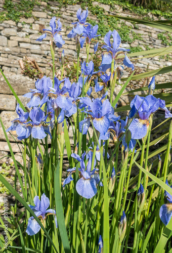 Fototapeta Naklejka Na Ścianę i Meble -  Beautiful blue iris, iris spuria, flowers growing in a garden.