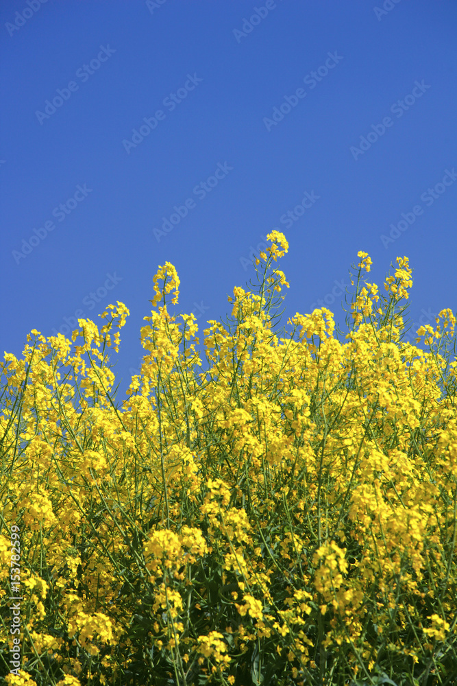 Yellow oilseed rape field and flowers against a deep blue cloudless sky Yellow oilseed rape field and flowers against a deep blue cloudless sky