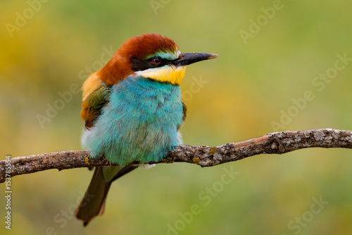 Portrait of a colorful bird