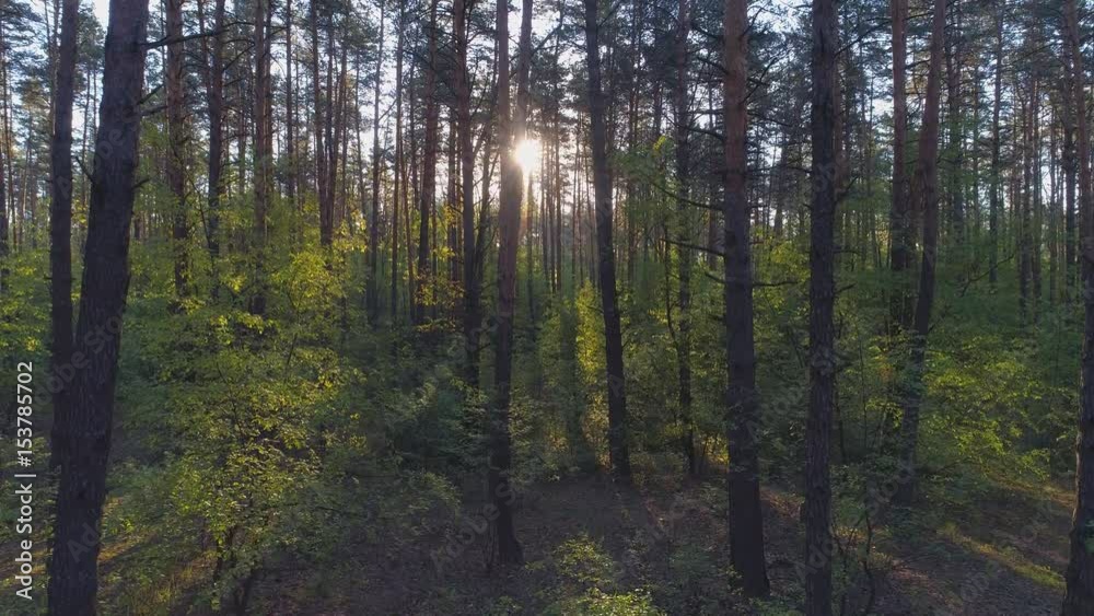 Spring forest. Aerial shot Spring forest. Aerial shot