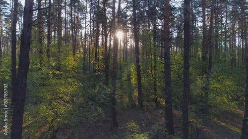 Wallpaper Mural Spring forest. Aerial shot Torontodigital.ca