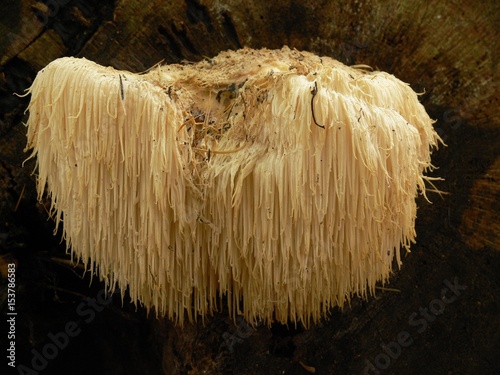 Igelstachelbart, Hericium erinaceus ausgewachsen an Holz