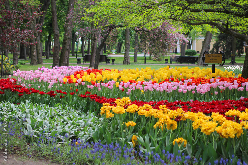 City Park: flowers and trees