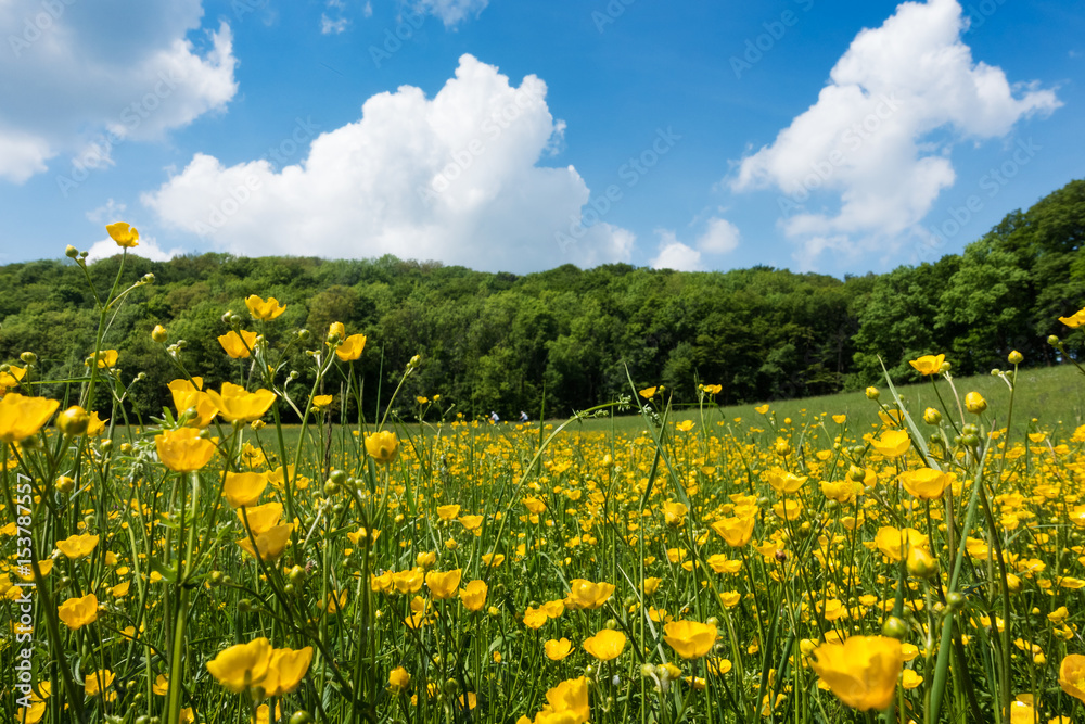 Obraz premium Wiese im Frühling