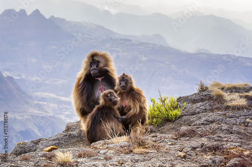 Ethiopia. Semien Mountains. Gelada Baboon.