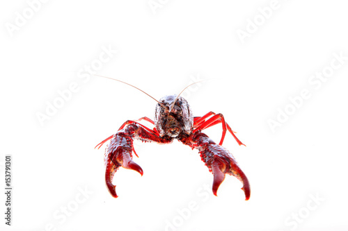 Crawfish, white background, close-up