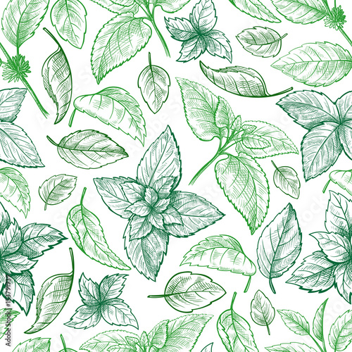 Mint hand sketch vector illustration seamless texture. Peppermint engraved drawing of menthol leaves isolated on white background. Leaf herbal spearmint plant
