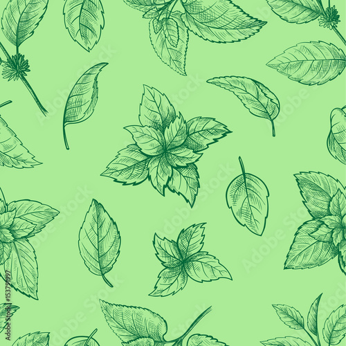 Mint hand sketch vector illustration seamless texture. Peppermint engraved drawing of menthol leaves isolated on white background. Leaf herbal spearmint plant © vectorgoods