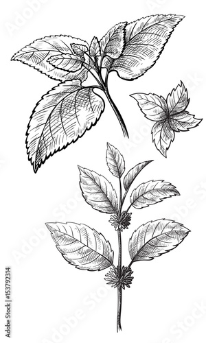 Mint hand sketch vector illustration. Peppermint engraved drawing of menthol leaves isolated on white background. Leaf herbal spearmint plant